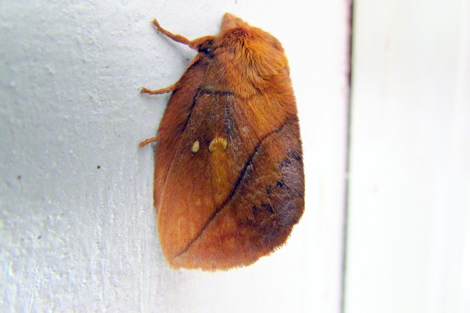 Euthrix potatoria - szomjas pohók