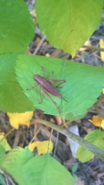 Pholidoptera griseoaptera - szürke avarszöcske