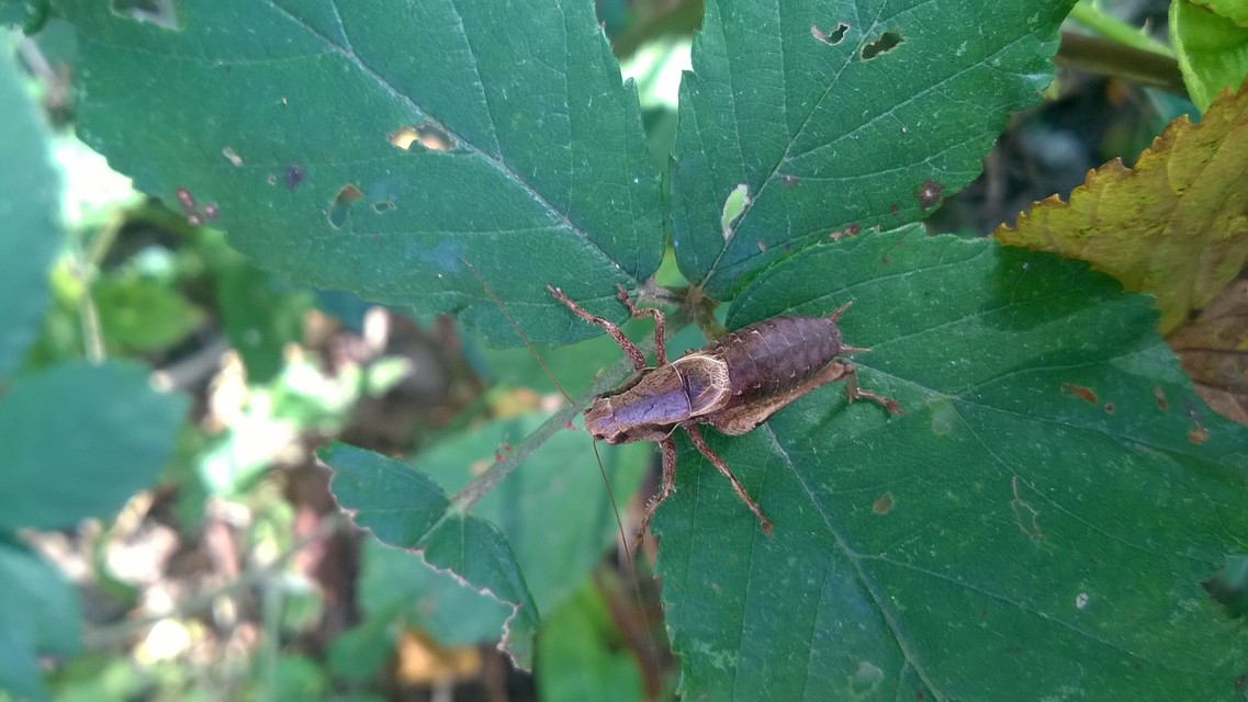 Pholidoptera griseoaptera - szürke avarszöcske