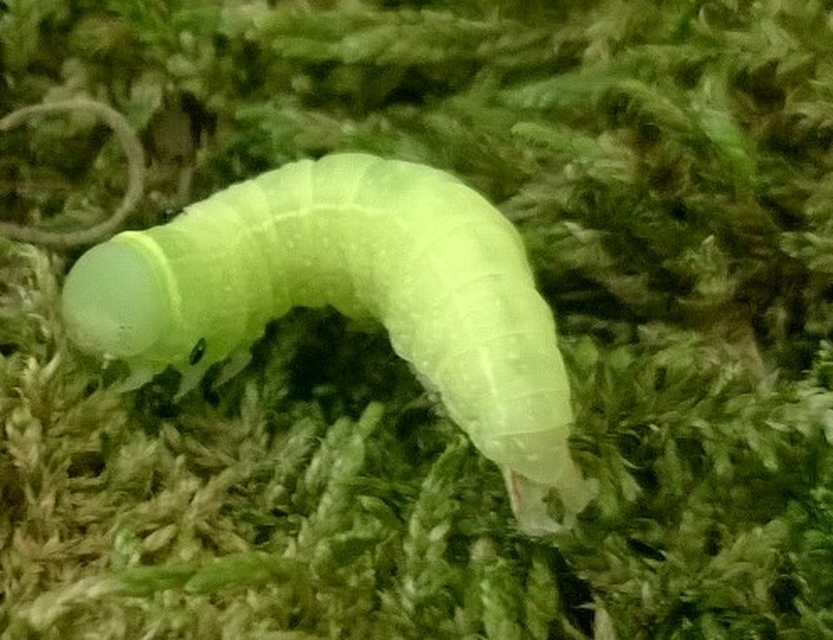 Pseudoips prasinana - bükkfa-zöldbagoly