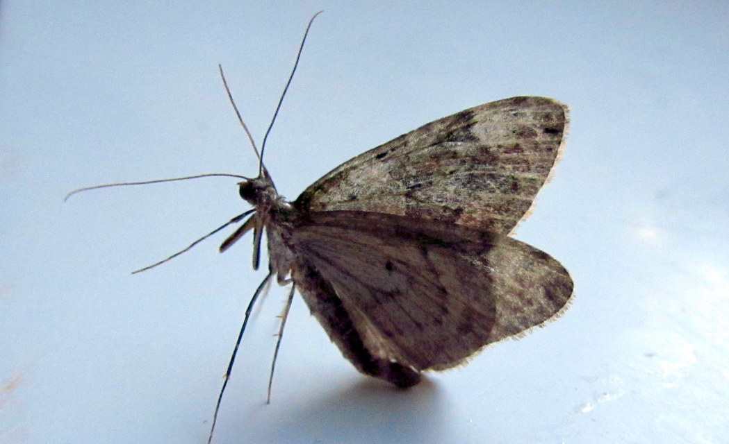 Chloroclysta siterata - salátazöld araszoló