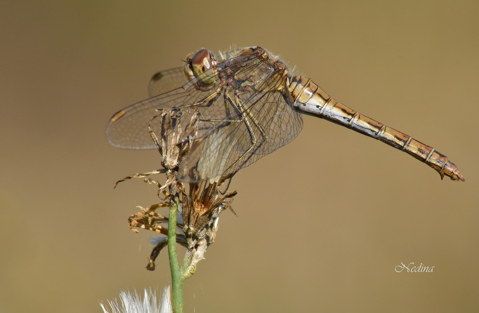 Sympetrum vulgatum - barkós katona-szitakötő