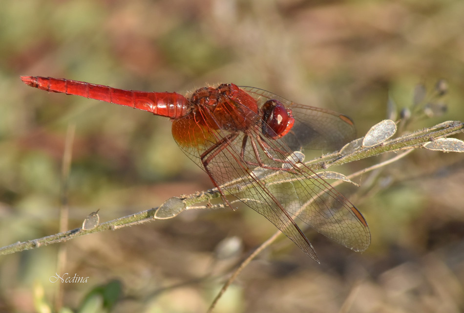 Crocothemis erythraea - skarlát szitakötő