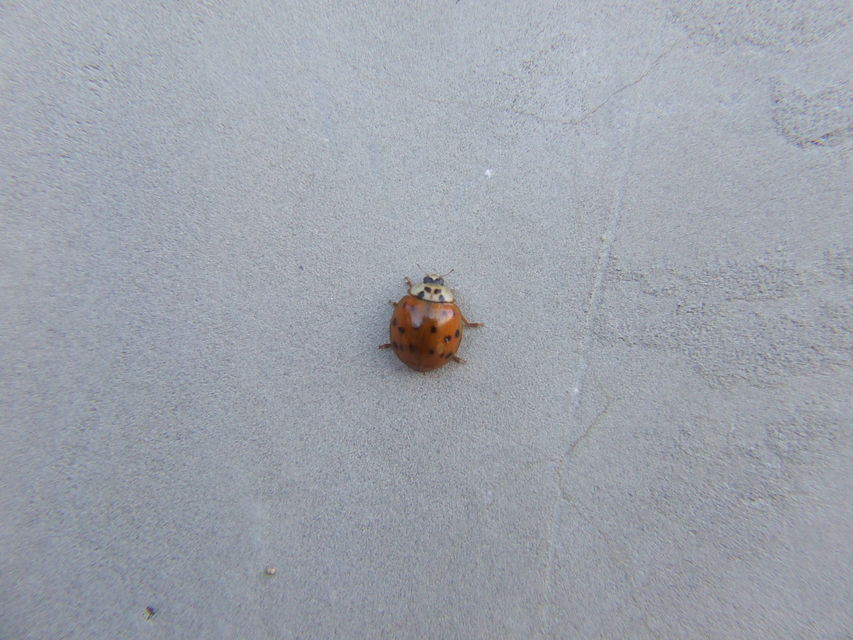 Harmonia axyridis - harlekinkatica