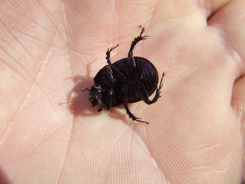 Anoplotrupes stercorosus - erdei álganéjtúró
