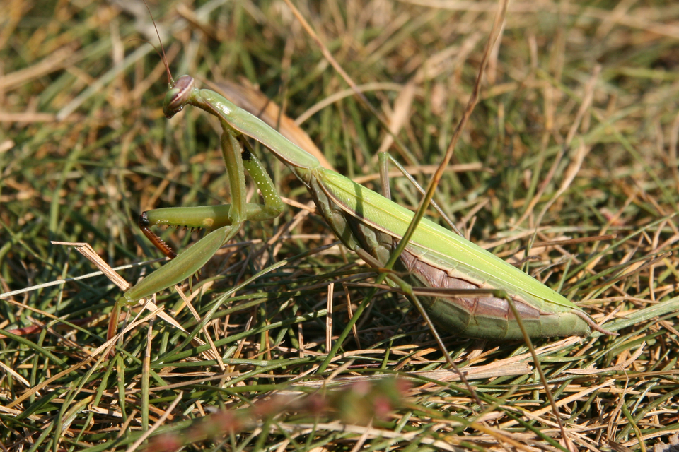 Mantis religiosa - imádkozósáska