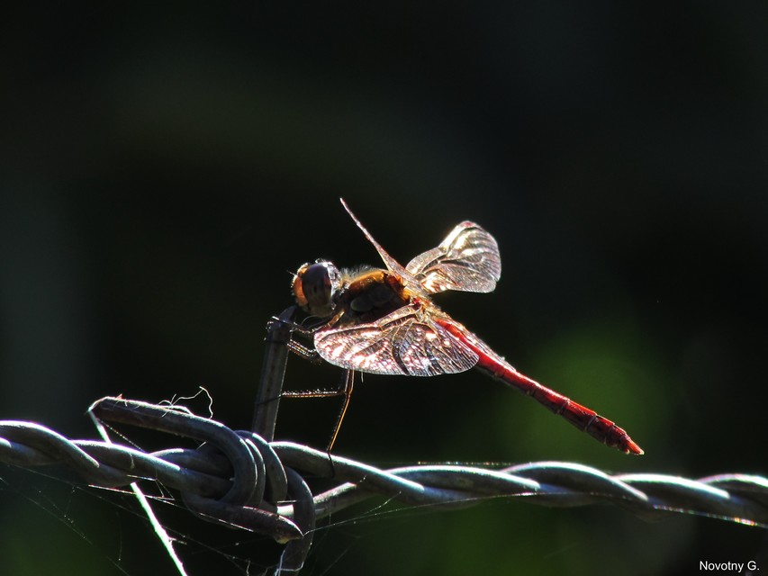 Sympetrum striolatum/vulgatum Sympetrum striolatum/vulgatum