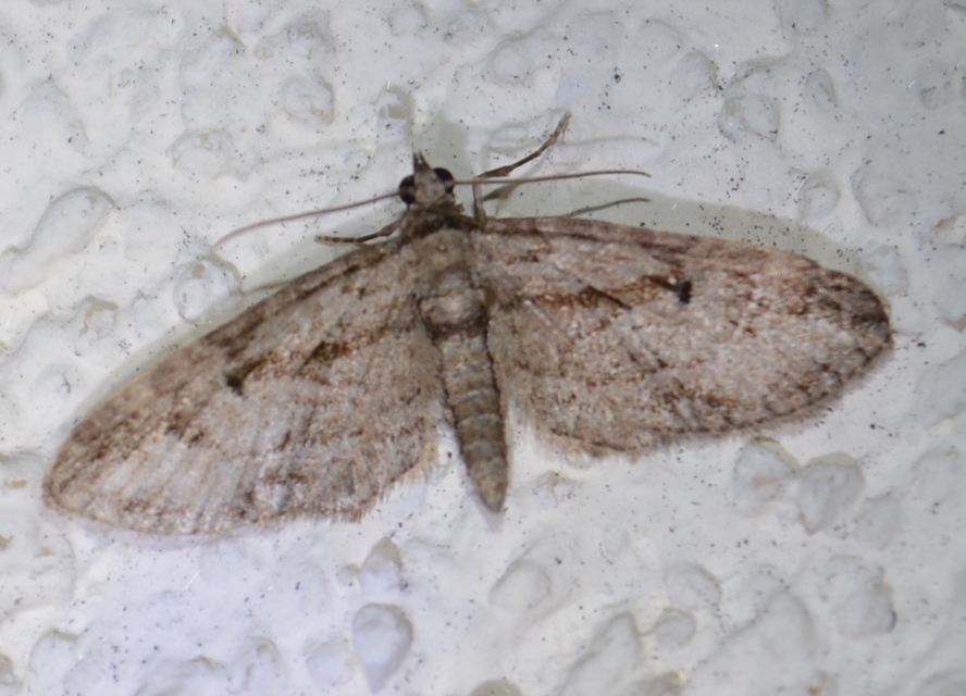 Eupithecia ericeata - feketefenyő-törpearaszoló