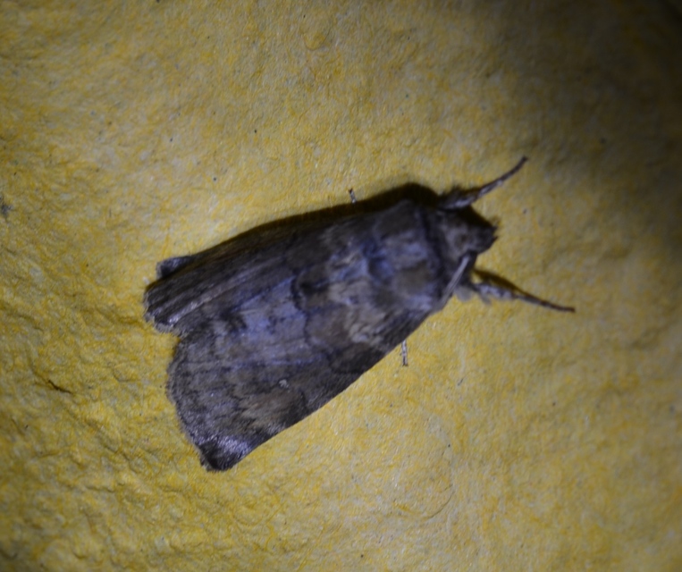 Cymatophorima diluta - őszi pihésszövő