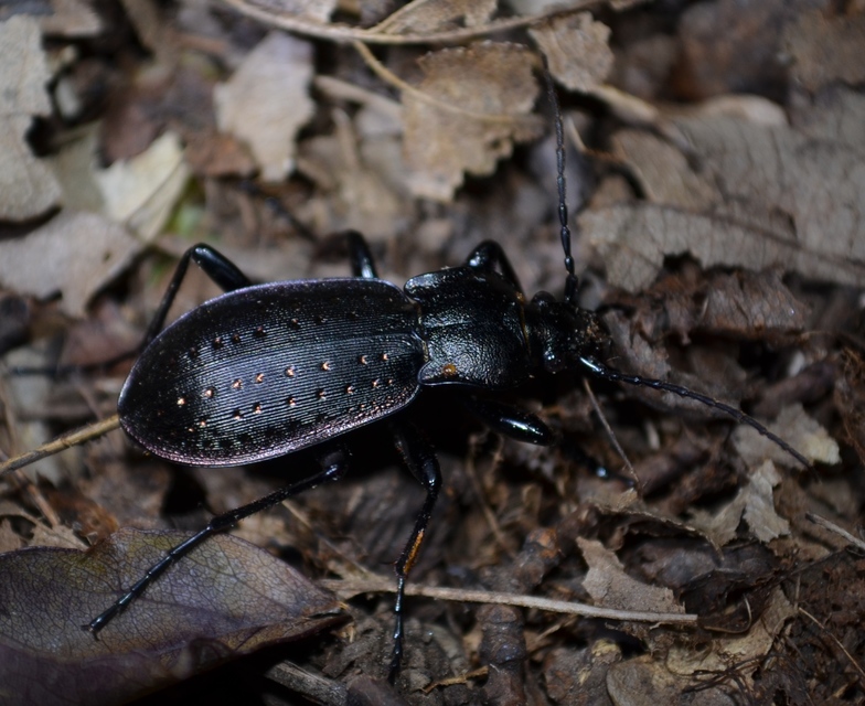 Carabus hortensis - aranypettyes futrinka Carabus hortensis - aranypettyes futrinka