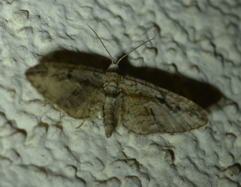 Eupithecia ericeata - feketefenyő-törpearaszoló