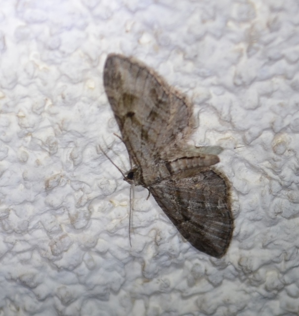 Eupithecia ericeata - feketefenyő-törpearaszoló