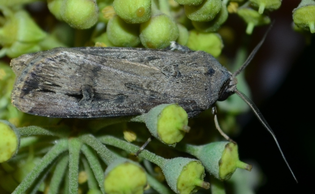 Agrotis ipsilon - nagy földibagoly