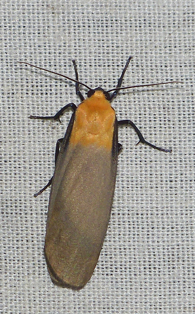 Lithosia quadra - négypettyes zuzmószövő