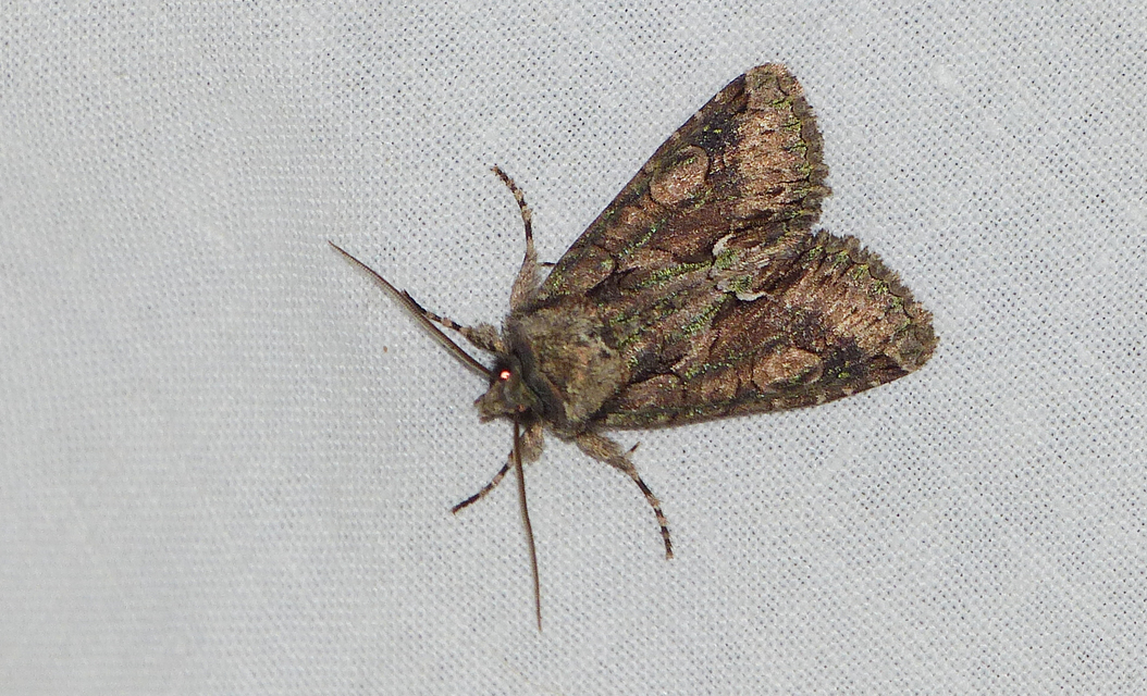 Allophyes oxyacanthae - galagonyabagoly