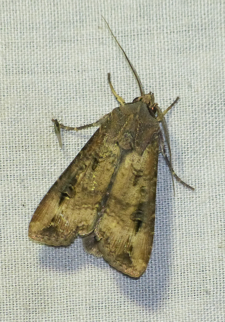 Agrotis ipsilon - nagy földibagoly