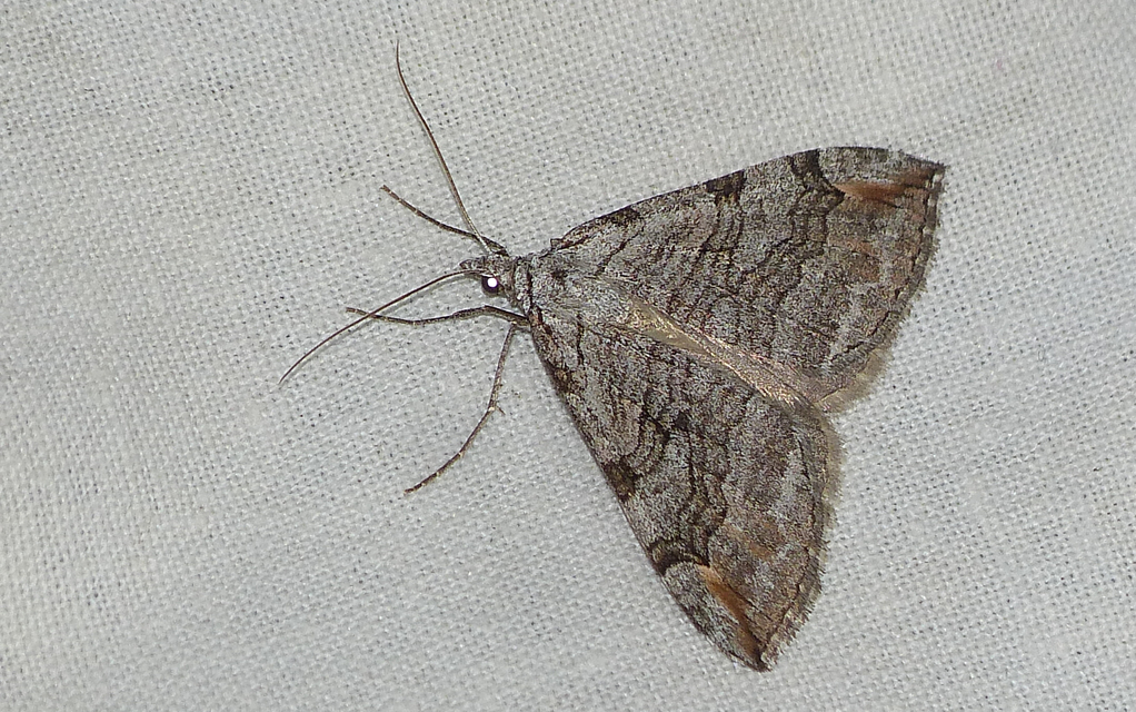 Aplocera efformata/plagiata
