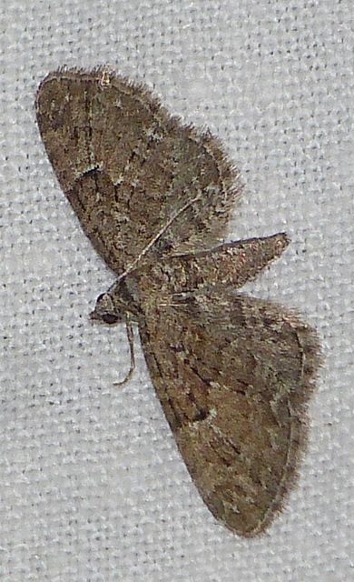 Eupithecia pusillata - lucfenyő-törpearaszoló
