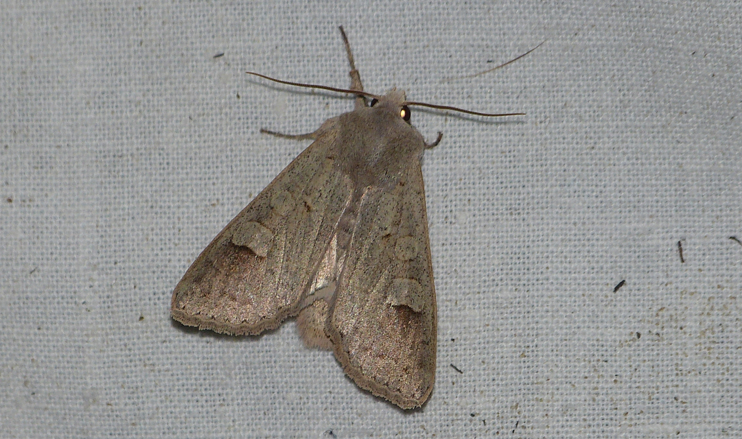 Ammoconia caecimacula - szürke őszibagoly