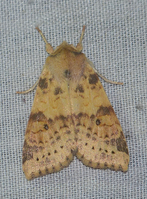 Cirrhia ocellaris - fakó sárgabagoly