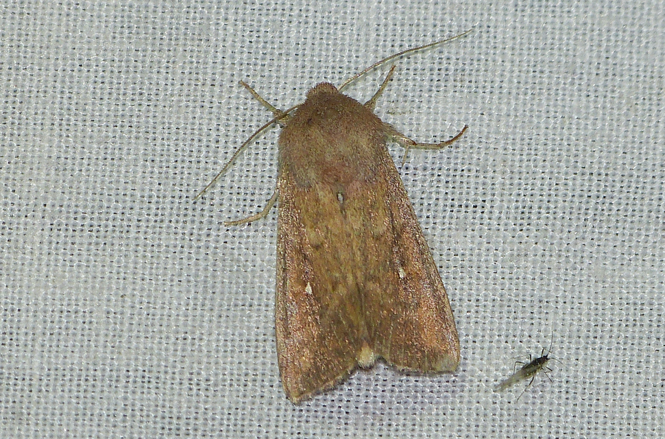 Mythimna albipuncta - fehérpettyes rétibagoly