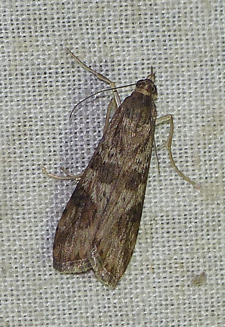 Nomophila noctuella - közönséges vándormoly