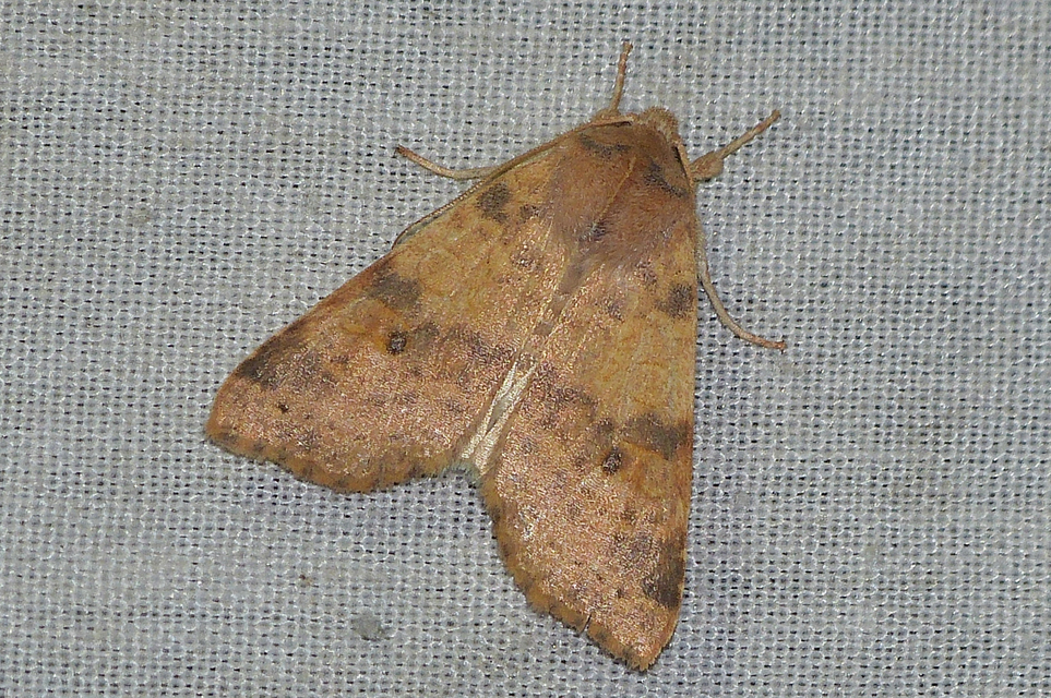 Cirrhia ocellaris - fakó sárgabagoly