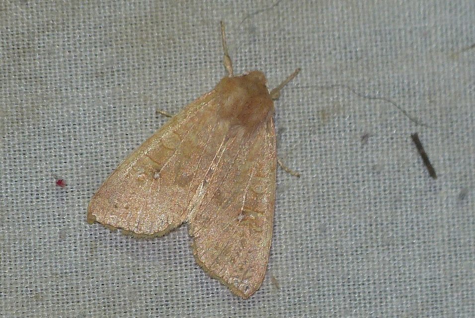 Cirrhia ocellaris - fakó sárgabagoly