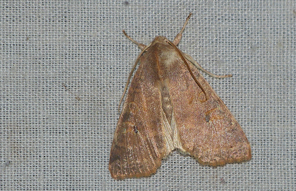 Cirrhia ocellaris - fakó sárgabagoly
