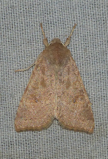 Cirrhia ocellaris - fakó sárgabagoly