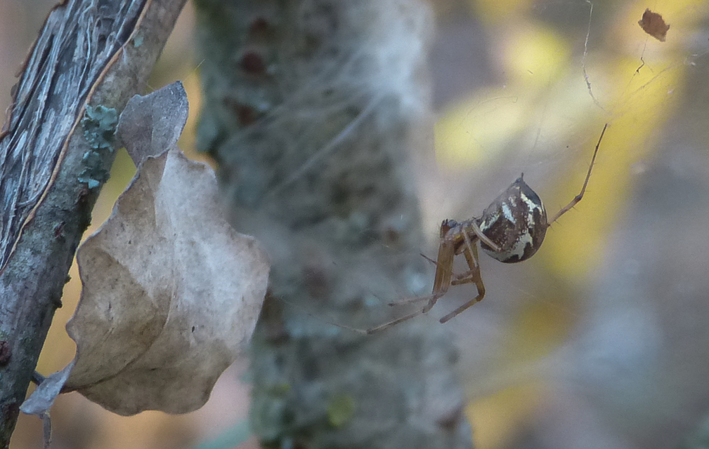 Linyphiidae - vitorláspókok
