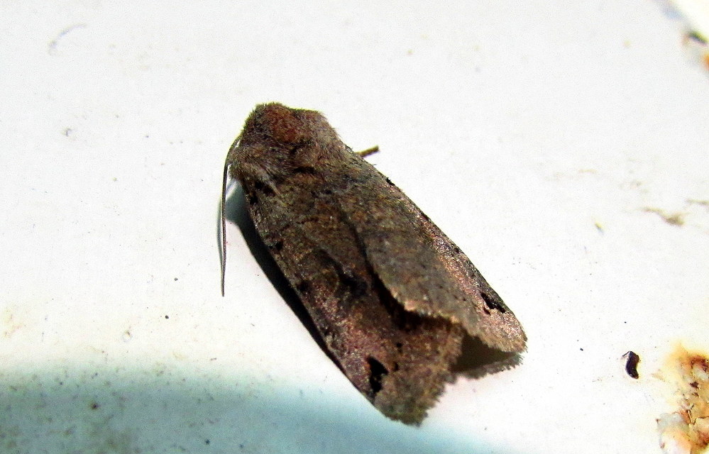 Anchoscelis litura - tarka őszibagoly