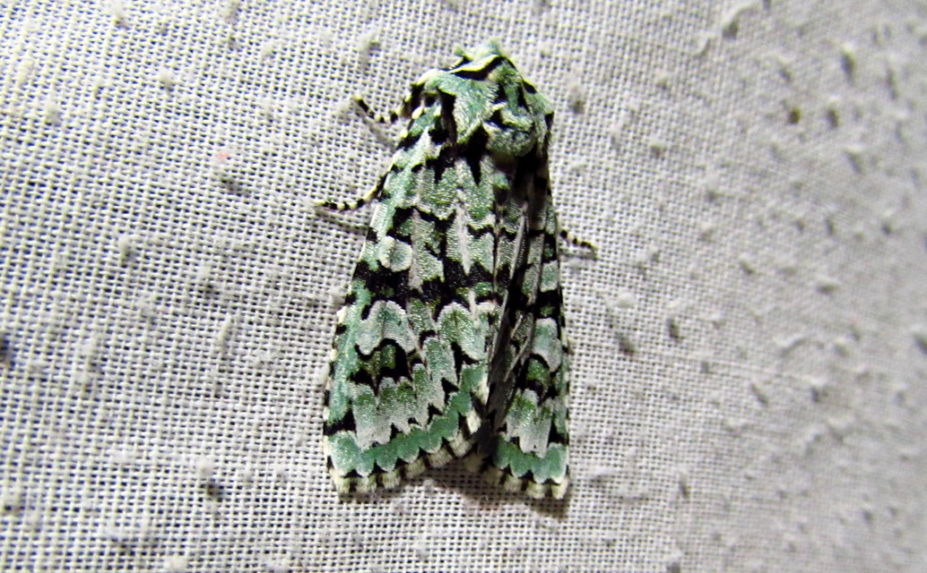 Griposia aprilina - őszi zöldbagoly