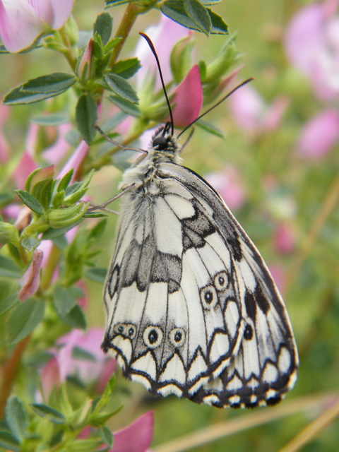 Melanargia galathea - sakktáblalepke