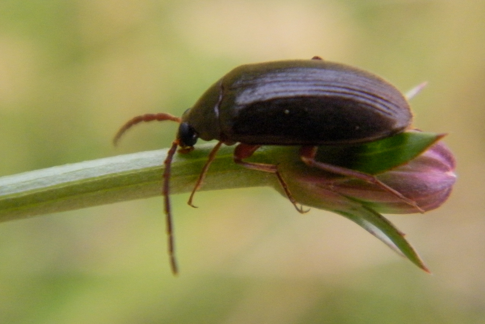 Hymenalia rufipes - rőtlábú alkonybogár