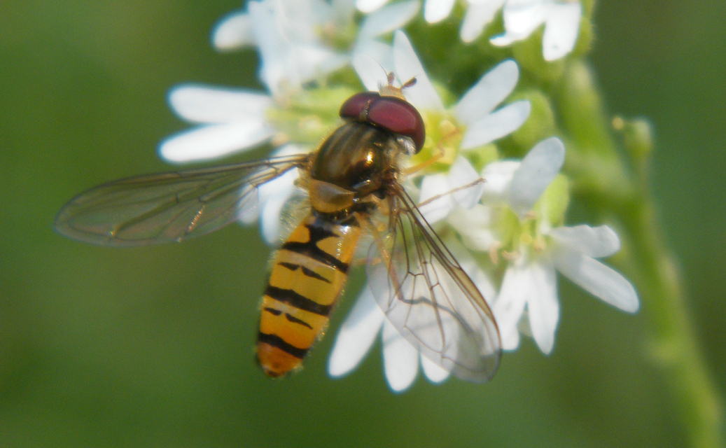 Episyrphus balteatus - ékfoltos zengőlégy