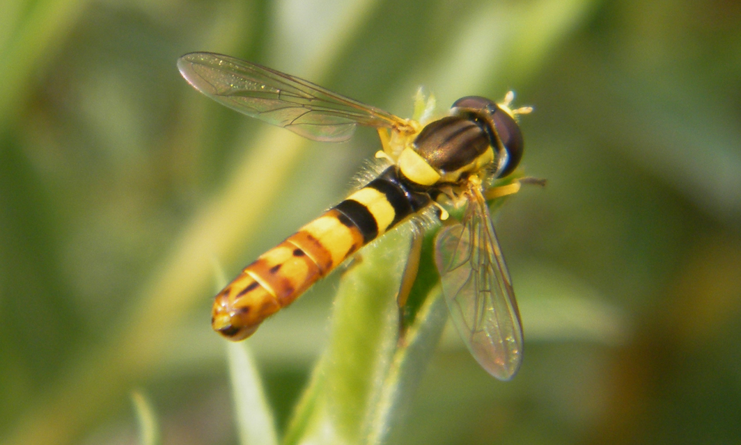 Sphaerophoria