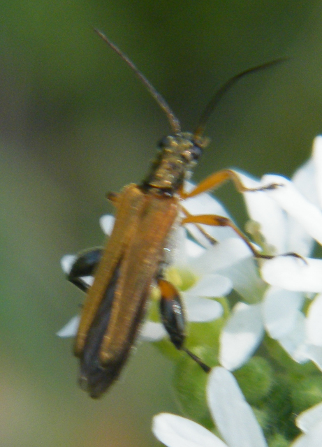Oedemera podagrariae - székfű-álcincér