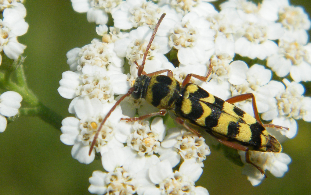 Echinocerus floralis - lucerna-darázscincér