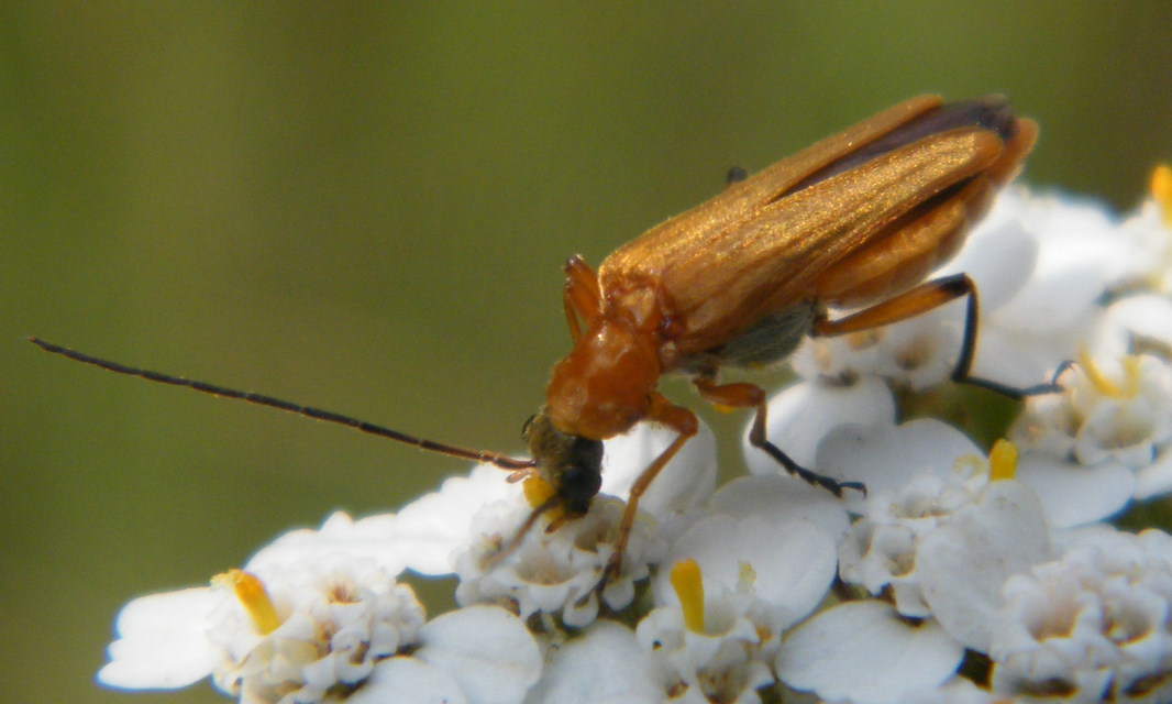 Oedemera podagrariae - székfű-álcincér