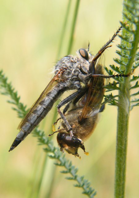 Asilidae - rablólégyfélék
