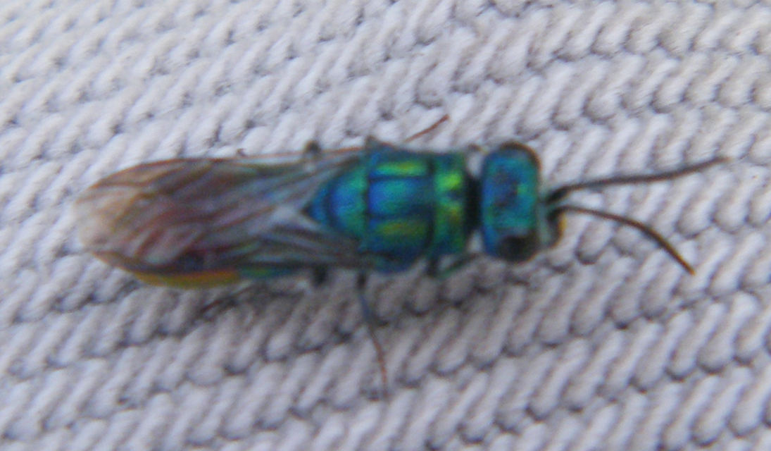 Chrysididae - fémdarazsak