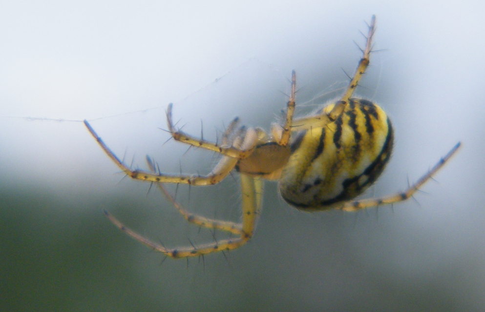 Mangora acalypha - réti keresztespók