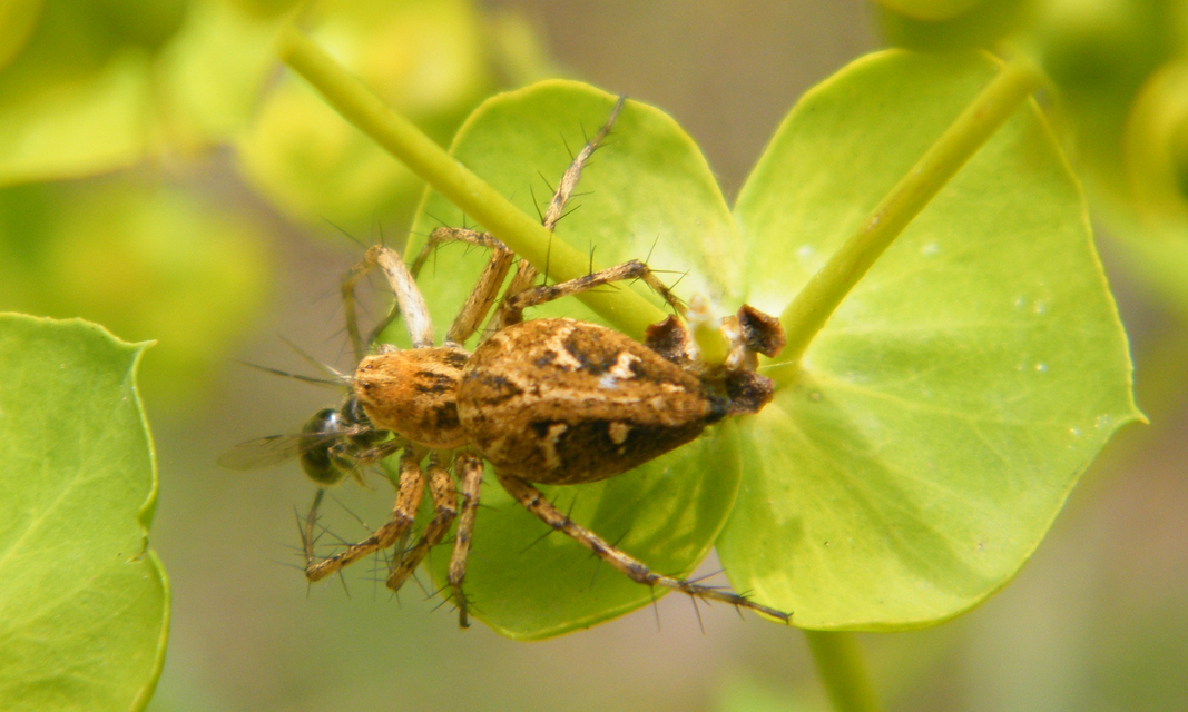 Oxyopes heterophthalmus - homoki hiúzpók
