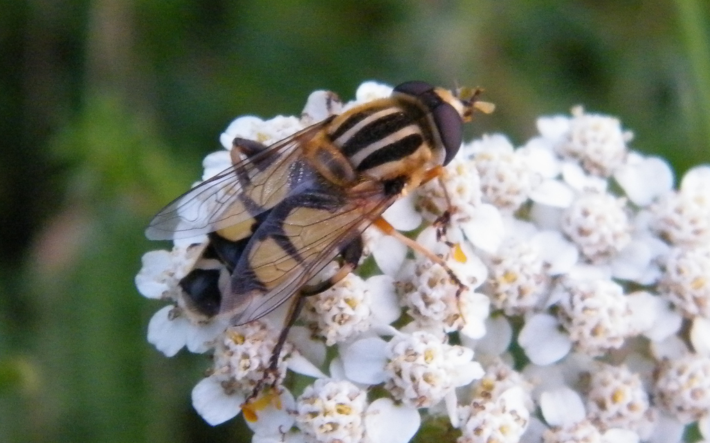 Helophilus trivittatus - nagy mocsárilégy