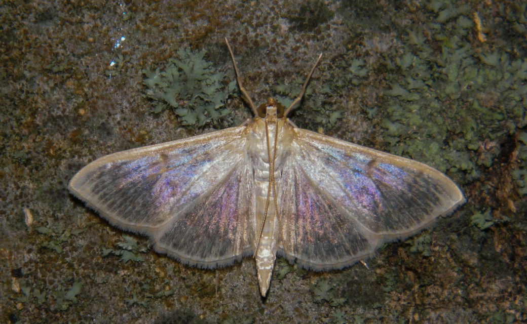 Patania ruralis - csalánevő tűzmoly