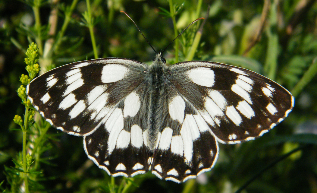 Melanargia galathea - sakktáblalepke