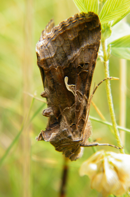 Autographa gamma - gammalepke
