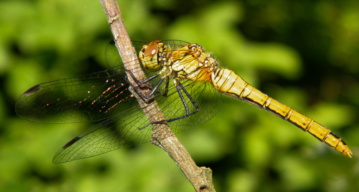 Sympetrum sanguineum - vörös katona-szitakötő