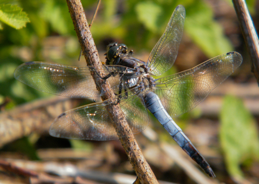 Orthetrum cancellatum - feketefarkú pásztorszitakötő